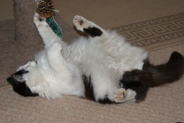 http://i277.photobucket.com/albums/kk41/LzzieIzzie/DSC00099.jpg