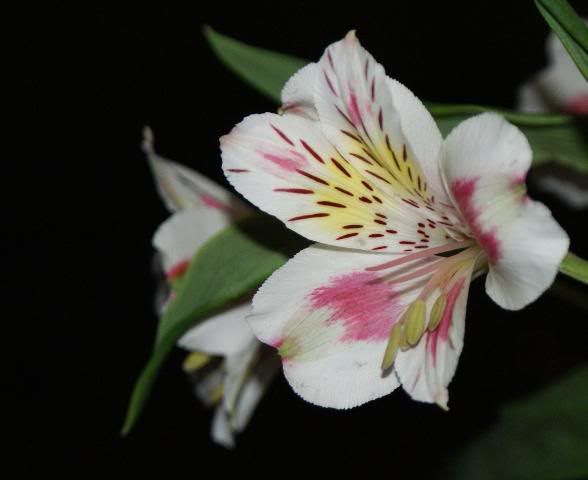http://i277.photobucket.com/albums/kk41/LzzieIzzie/DSC08380.jpg