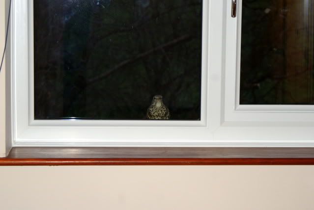 http://i277.photobucket.com/albums/kk41/LzzieIzzie/DSC08769.jpg