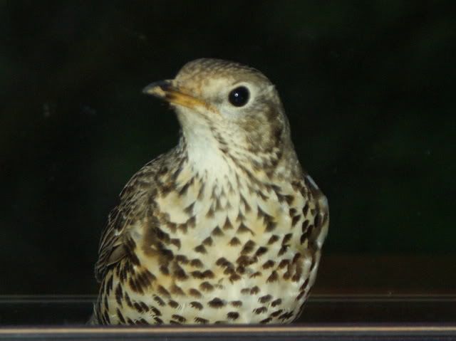 http://i277.photobucket.com/albums/kk41/LzzieIzzie/DSC08770.jpg