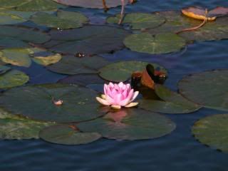 http://i277.photobucket.com/albums/kk41/LzzieIzzie/P1060224-1.jpg