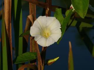 http://i277.photobucket.com/albums/kk41/LzzieIzzie/P1060254-1.jpg