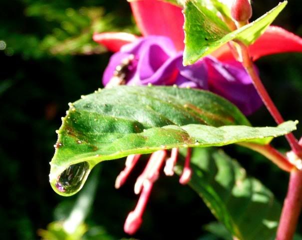 http://i277.photobucket.com/albums/kk41/LzzieIzzie/P1060597.jpg