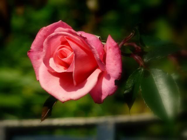 http://i277.photobucket.com/albums/kk41/LzzieIzzie/P1060919.jpg