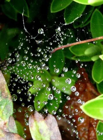 http://i277.photobucket.com/albums/kk41/LzzieIzzie/P1060961.jpg