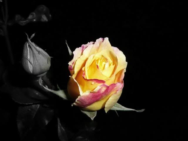 http://i277.photobucket.com/albums/kk41/LzzieIzzie/P1070033a.jpg