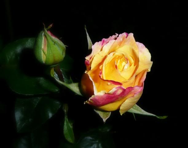 http://i277.photobucket.com/albums/kk41/LzzieIzzie/P1070037.jpg