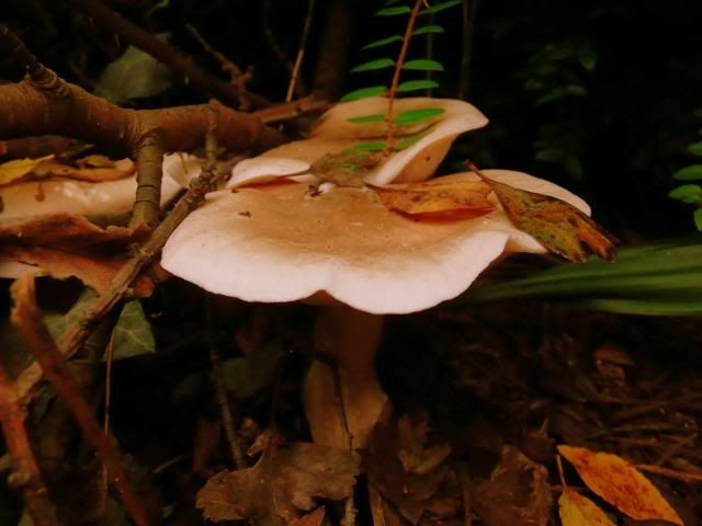 http://i277.photobucket.com/albums/kk41/LzzieIzzie/P1070481.jpg