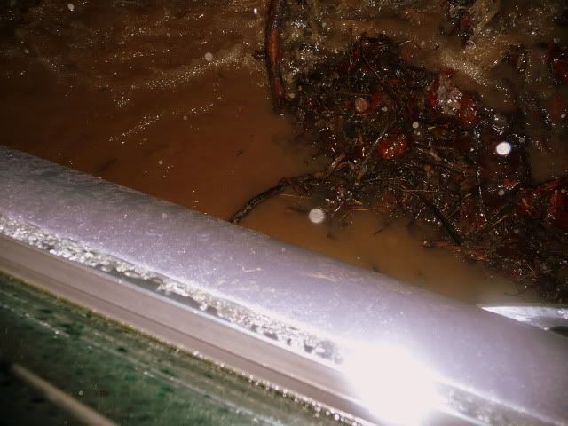http://i277.photobucket.com/albums/kk41/LzzieIzzie/P1090567-1.jpg