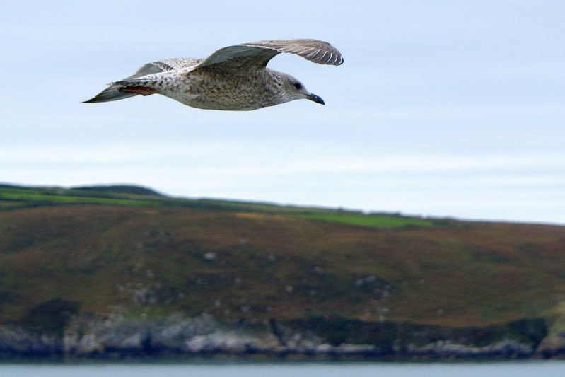 http://i277.photobucket.com/albums/kk41/LzzieIzzie/ireland/DSC05549.jpg