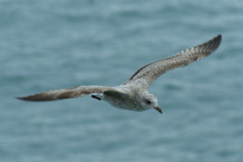 http://i277.photobucket.com/albums/kk41/LzzieIzzie/ireland/DSC05563.jpg