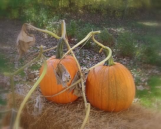 http://i277.photobucket.com/albums/kk41/LzzieIzzie/pumpkins.jpg