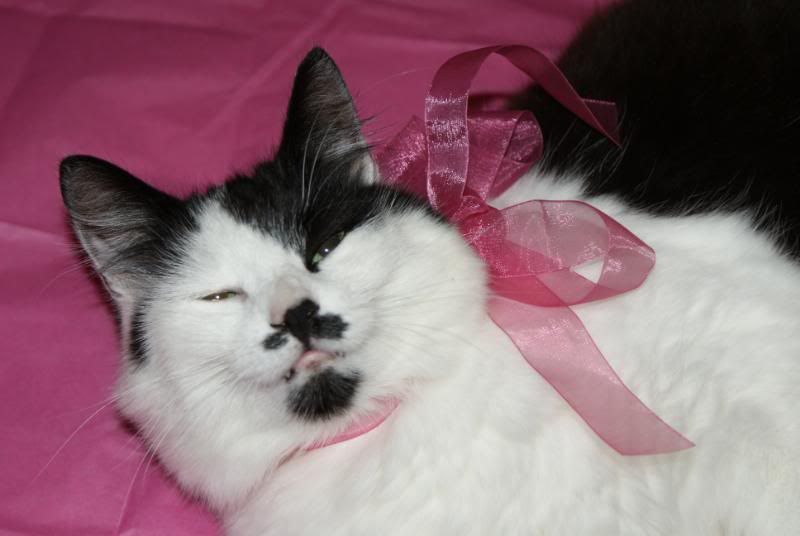 http://i277.photobucket.com/albums/kk41/LzzieIzzie/whatever/DSC01722.jpg