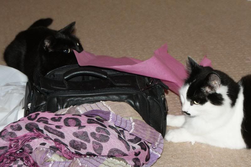 http://i277.photobucket.com/albums/kk41/LzzieIzzie/whatever/DSC01791.jpg
