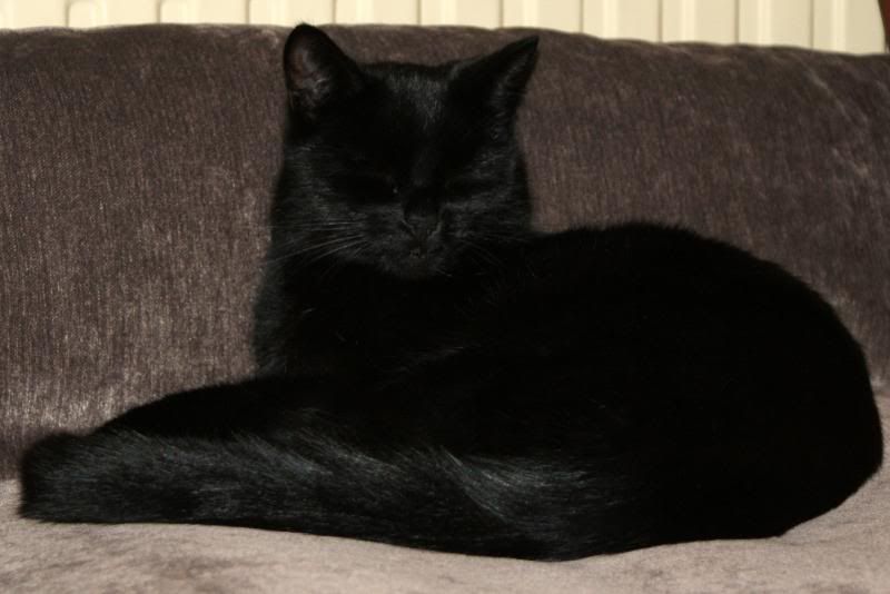 http://i277.photobucket.com/albums/kk41/LzzieIzzie/whatever/DSC04111.jpg