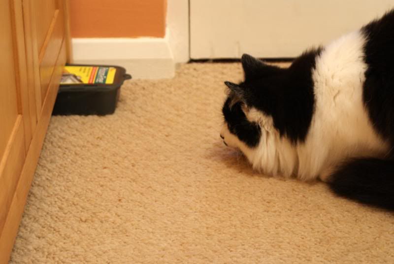 http://i277.photobucket.com/albums/kk41/LzzieIzzie/whatever/DSC04574.jpg