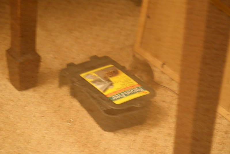 http://i277.photobucket.com/albums/kk41/LzzieIzzie/whatever/DSC08821.jpg