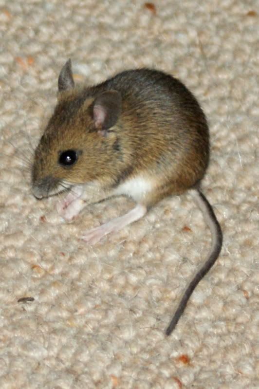 http://i277.photobucket.com/albums/kk41/LzzieIzzie/whatever/DSC08826.jpg