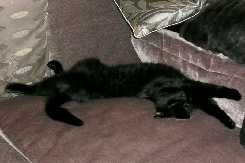 http://i277.photobucket.com/albums/kk41/LzzieIzzie/whatever/P1040557.jpg