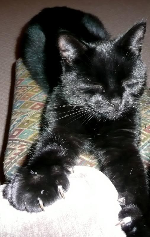 http://i277.photobucket.com/albums/kk41/LzzieIzzie/whatever/P1040682.jpg
