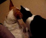 http://i277.photobucket.com/albums/kk41/LzzieIzzie/whatever/th_P1040404.jpg