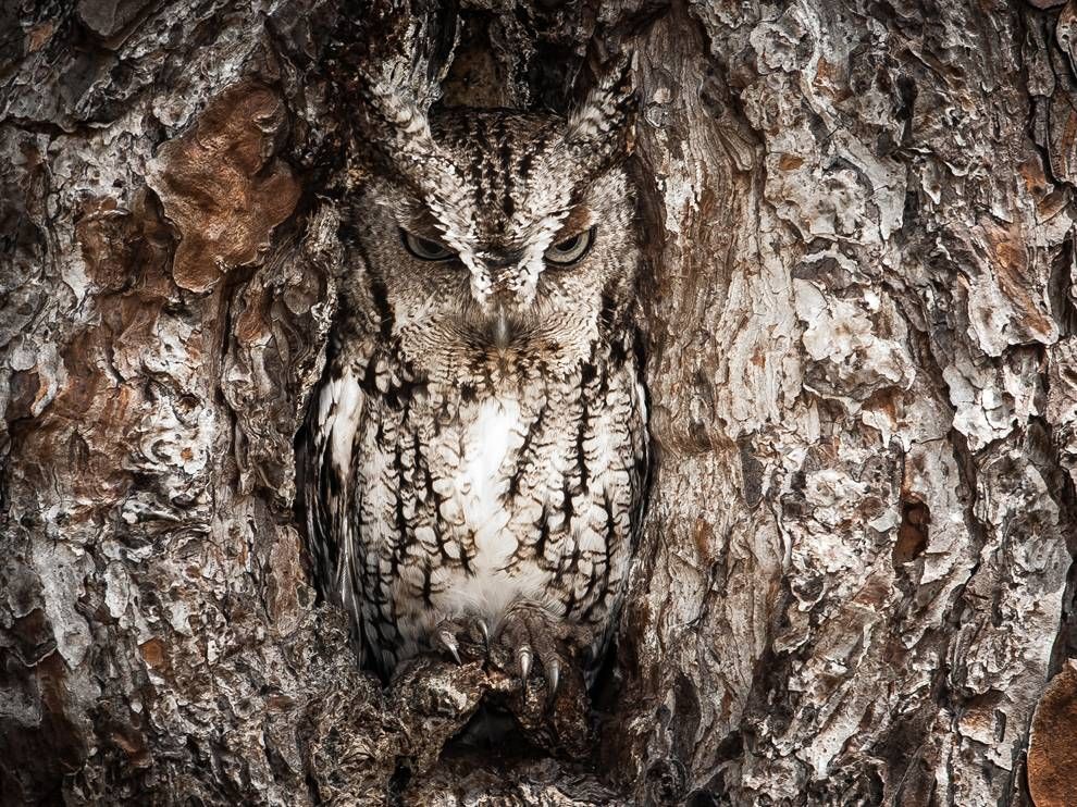 eastern-screech-owl-georgia_67926_990x742.jpg~original