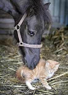 horse and cat Pictures, Images and Photos