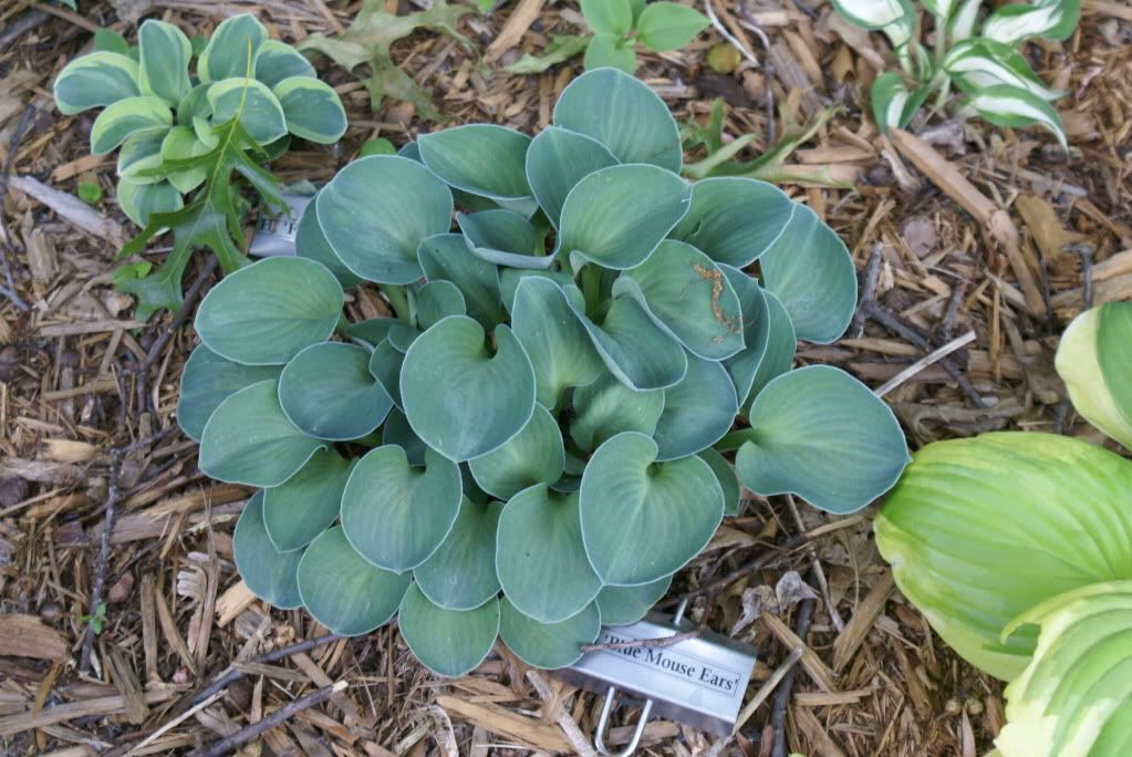 Hosta 'Blue Mouse Ears'