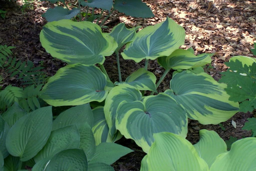 Hosta 'Earth Angel'