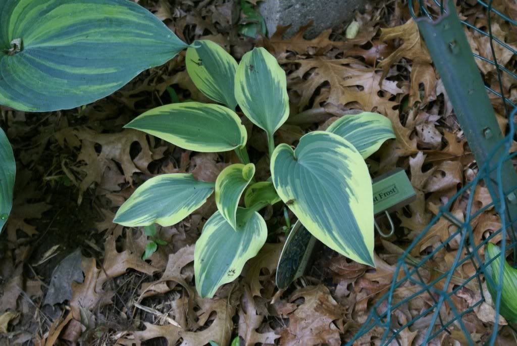 Hosta 'First Frost'