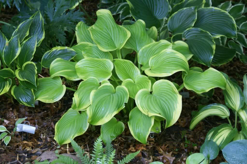 Hosta 'Fragrant Bouquet' Pictures, Images and Photos