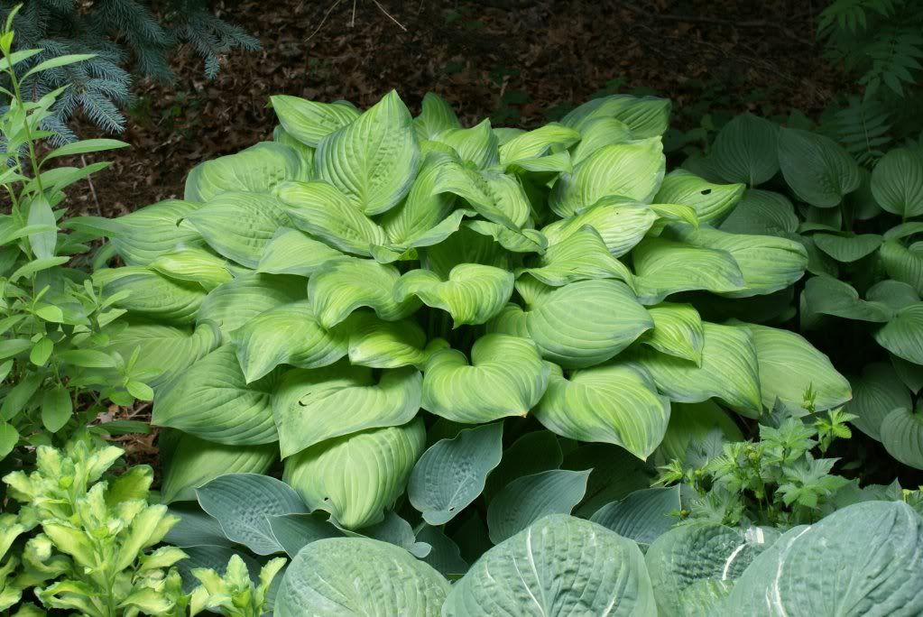 Hosta 'Guacamole' Pictures, Images and Photos