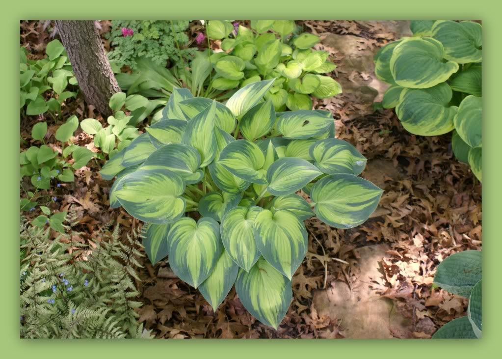 Hosta 'June' Pictures, Images and Photos