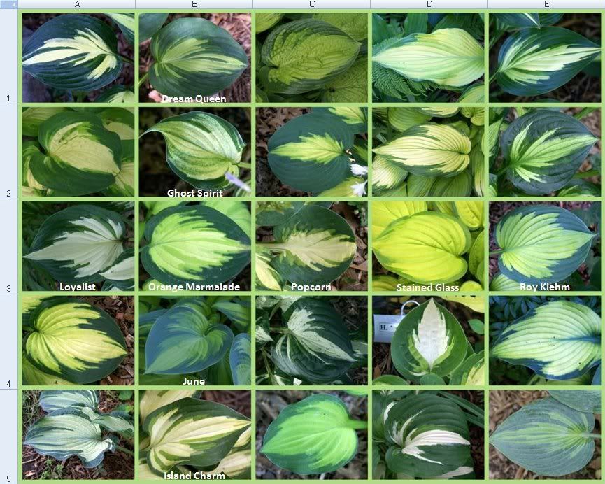 Hosta Leaf