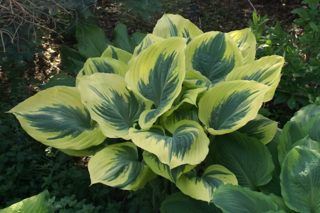 Hosta 'Liberty'