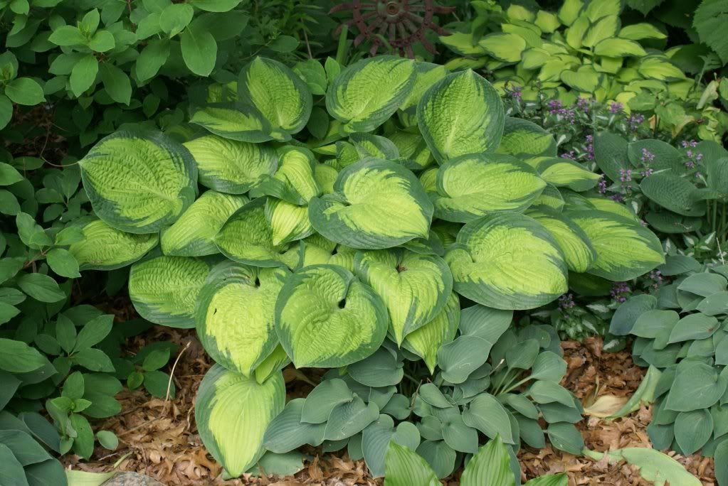 Hosta 'Paradigm'