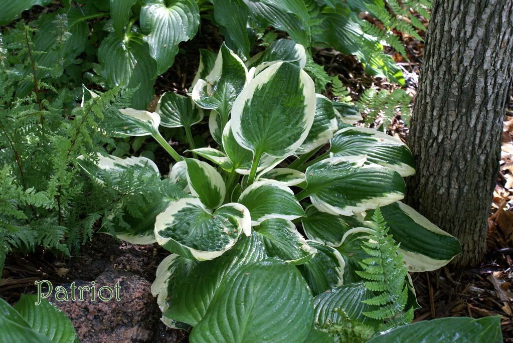 Hosta 'Patriot'