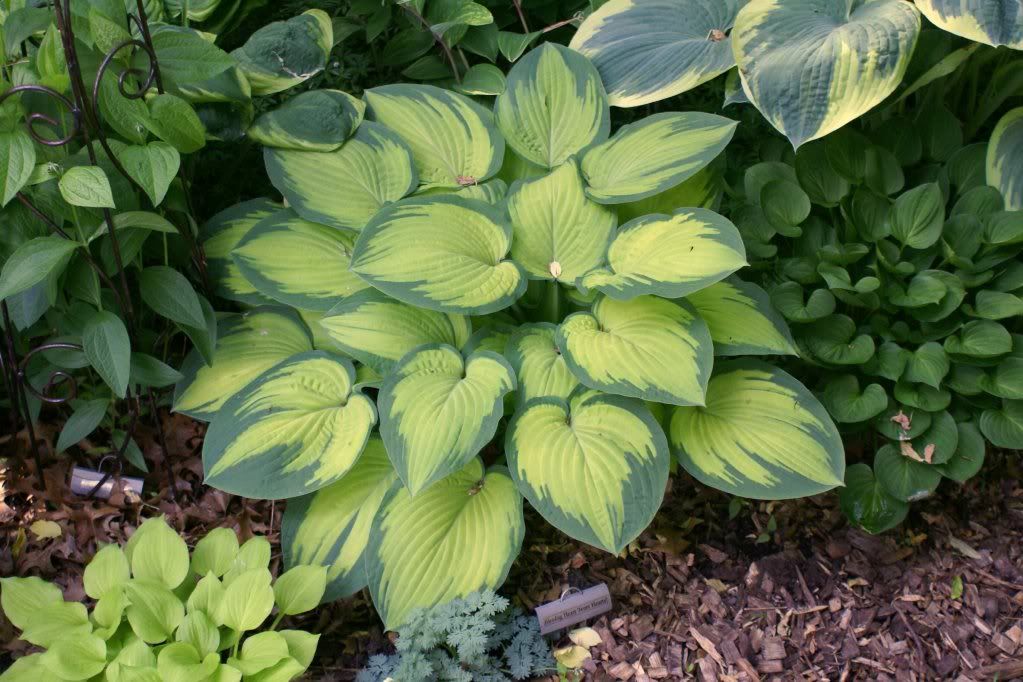 Hosta 'Pauls Glory'