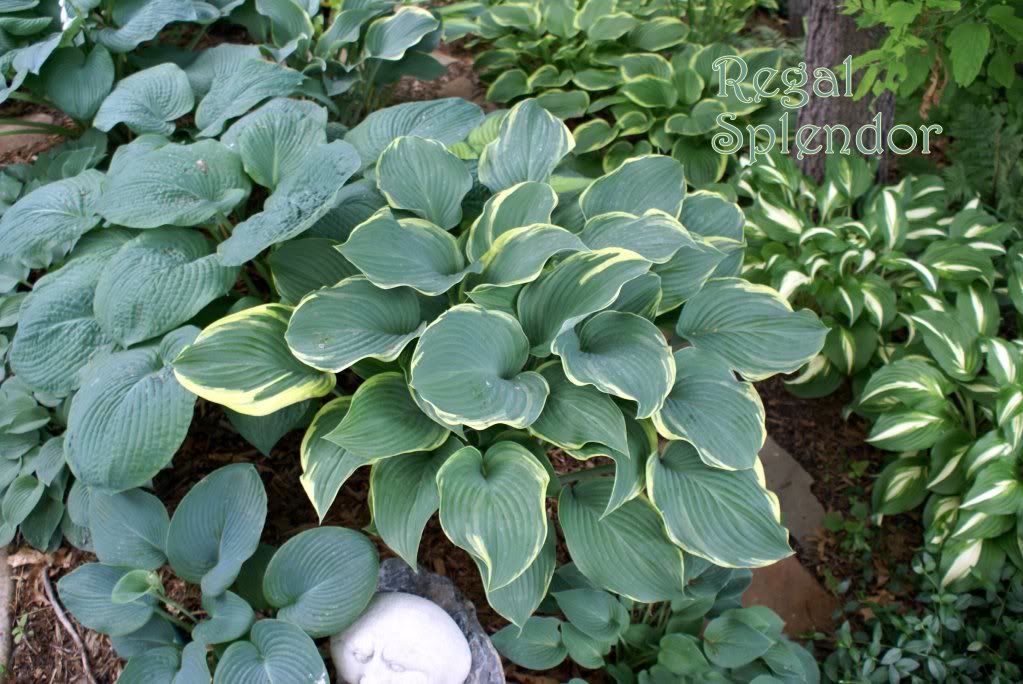 Hosta 'Regal Splendor'