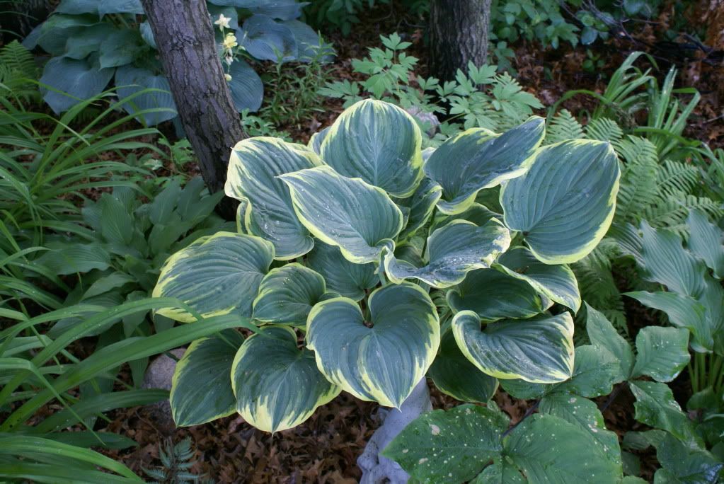 Hosta 'Sagae'