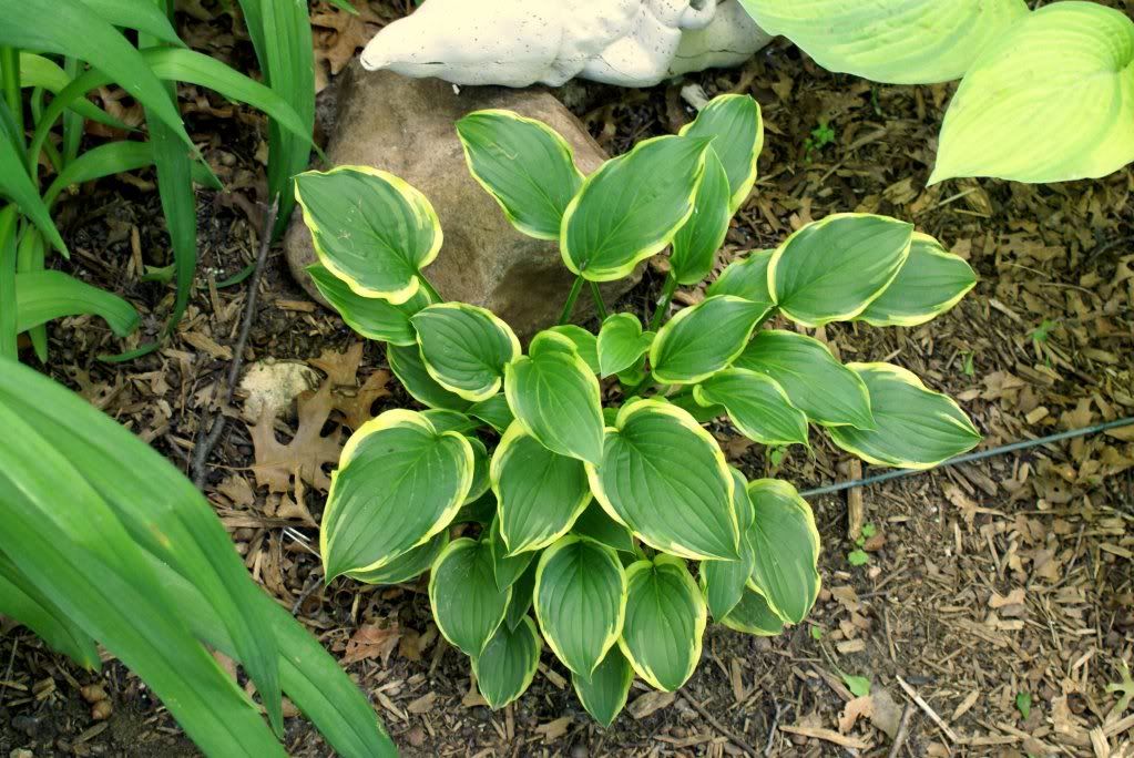 Hosta 'So Sweet'