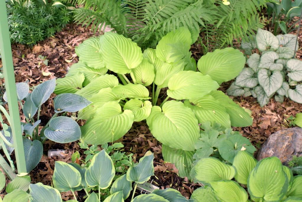 Hosta Genealogy