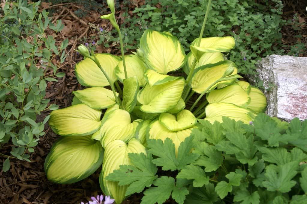 Hosta 'Stained Glass' Pictures, Images and Photos