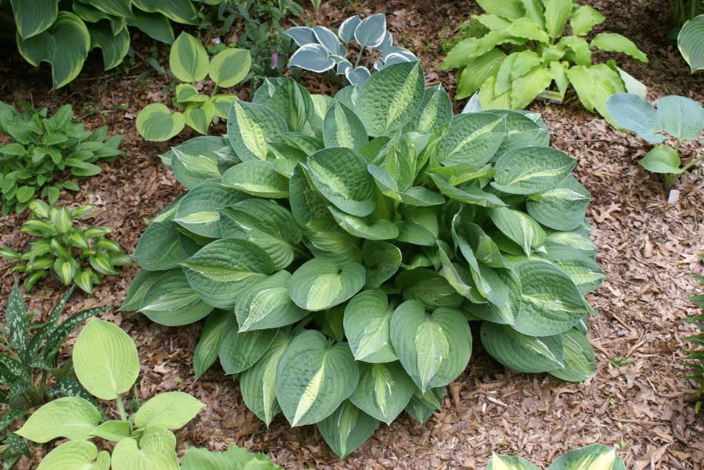 Hosta 'Striptease'