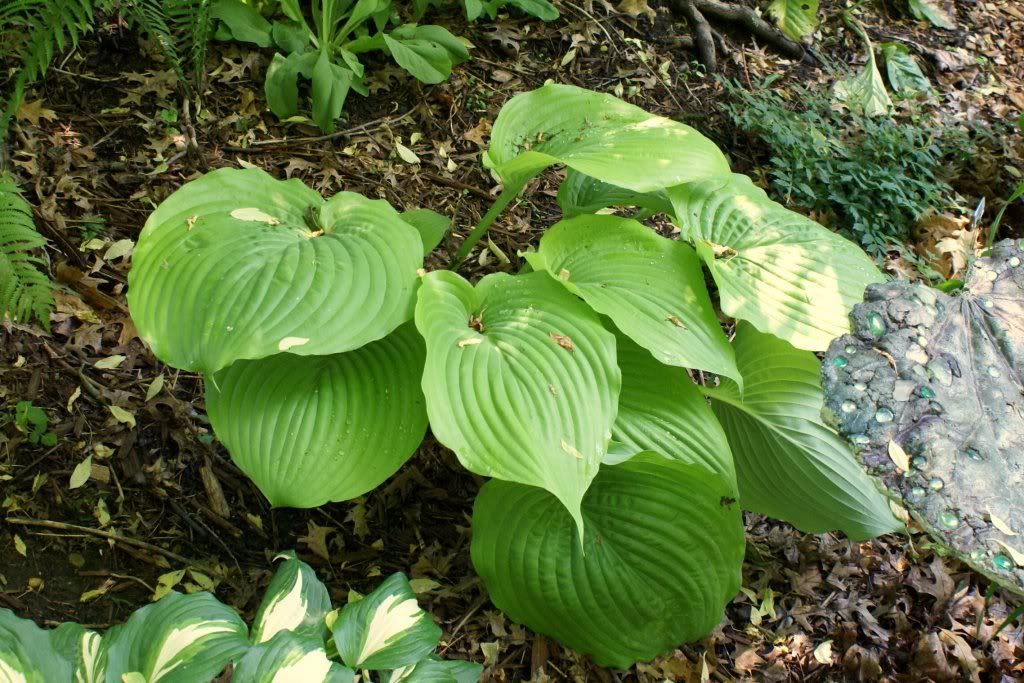 Hosta 'Sum & Substance'