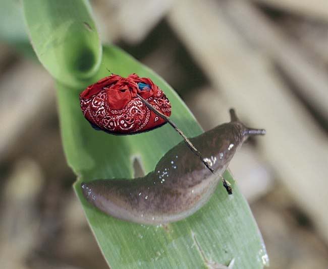 slug with pack photo: Slug with pack slugwithpack.jpg