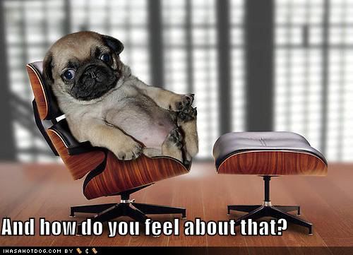 funny pug pictures. funny-dog-pictures-