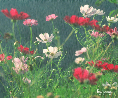 51d237941.gif Flowers in the rain image by maew47