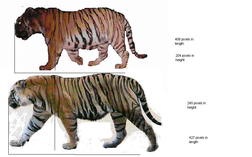 http://i277.photobucket.com/albums/kk45/brentlion_2008/sizecomparison.gif