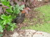 chickensgarden013.jpg